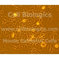 BALB/c Mouse Primary Oral Mucosal Epithelial Cells